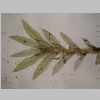 Plant 04er 01.jpg